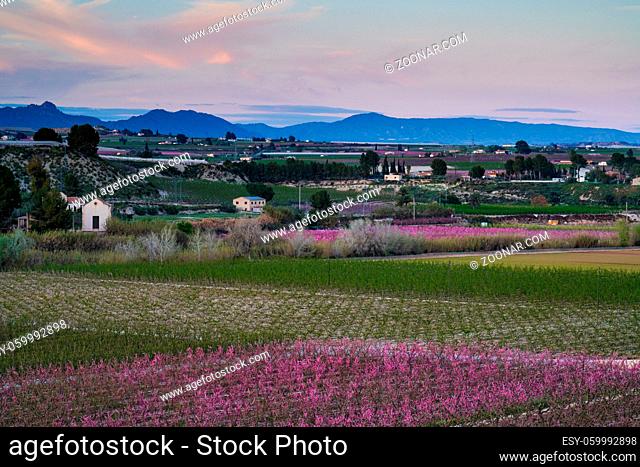 Peach blossom in Cieza La Torre. Photography of a blossoming of peach trees in Cieza in the Murcia region. Peach, plum and nectarine trees. Spain
