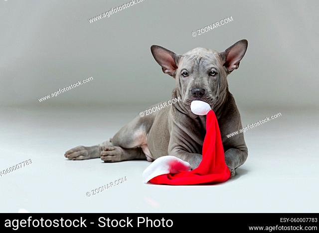 beautiful 3 months old thai ridgeback puppy dog chewing red christmas hat. studio shot on grey background. copy space