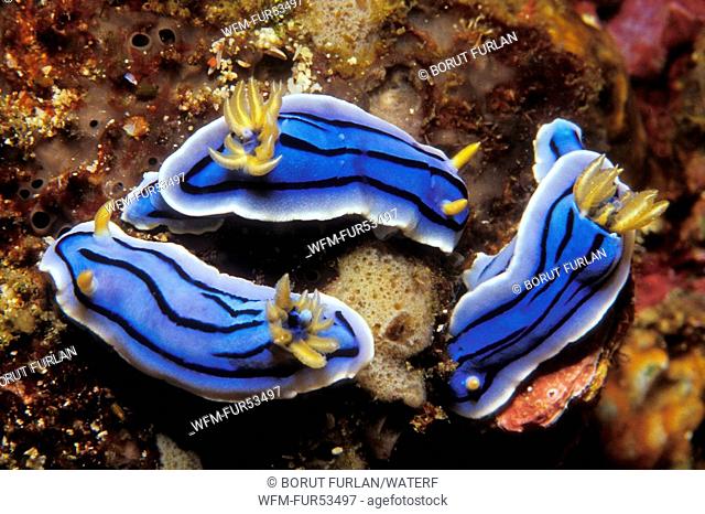 Three blue Dorid Nudibranch, Chromodoris boucheti, Puerto Galera, Mindoro Island, Philippines