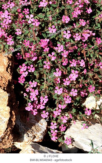 soapwort Saponaria calabrica, blooming plant between rocks, Greece, Monodendri
