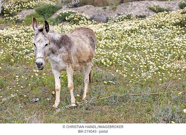 Donkey in a flower meadow Greece