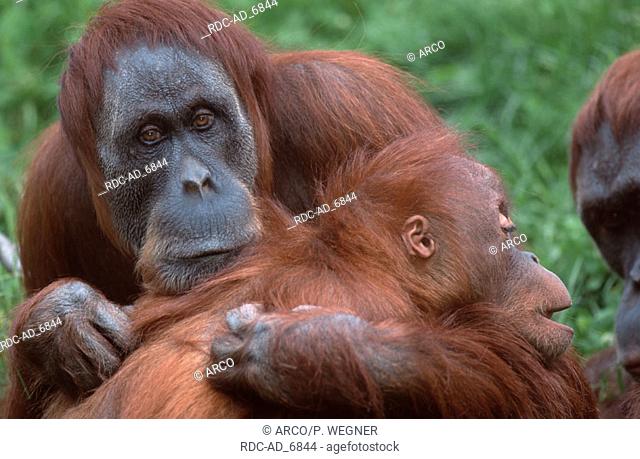 Sumatran Orang Utans female and young Pongo pygmaeus abelii