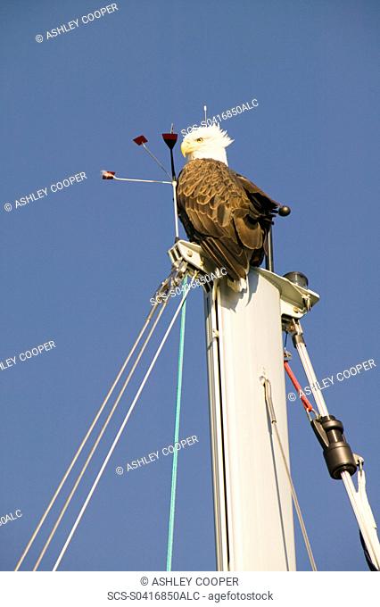 A Bald Eagle on a yacht mast in Seward Alaska