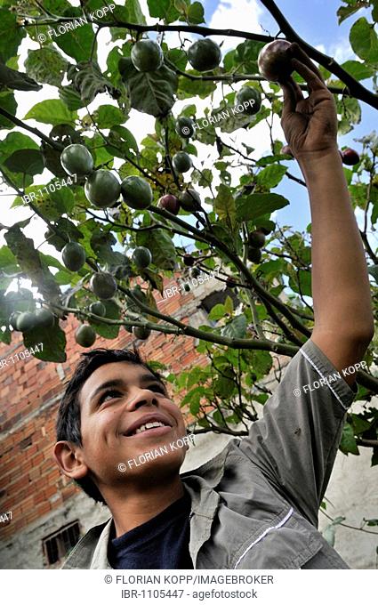 Teenager being delighted about a ripe Tamarillo fruit (Solanum betaceum), He is being trained in horticulture as part of an urban agricultural project