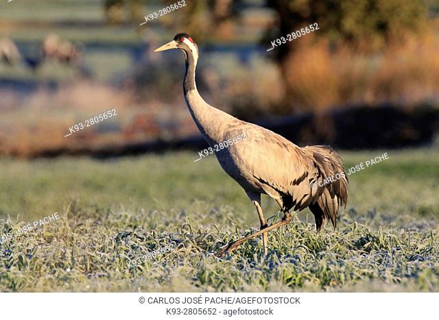 Common cranes in the morning, in a Dehesa. Extremadura, Spain