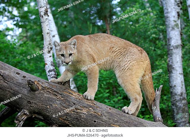 Mountain Lion, cougar, puma, (Felis concolor), young adult alert on tree trunk, Pine County, Minnesota, USA, North America