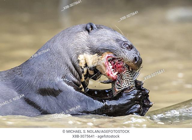Young giant river otter, Pteronura brasiliensis, feeding near Puerto Jofre, Mato Grosso, Pantanal, Brazil