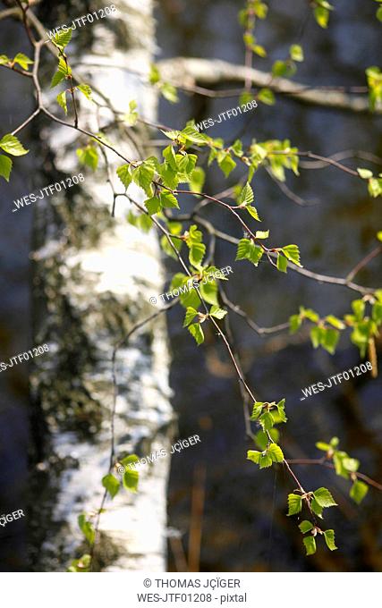 Twigs of birch in spring