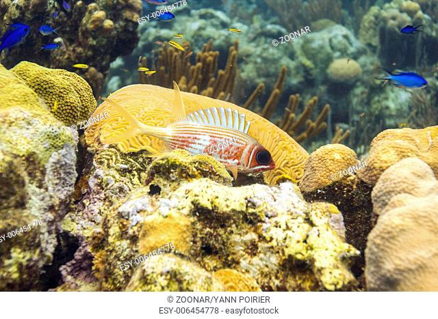 Longspine squirrelfish