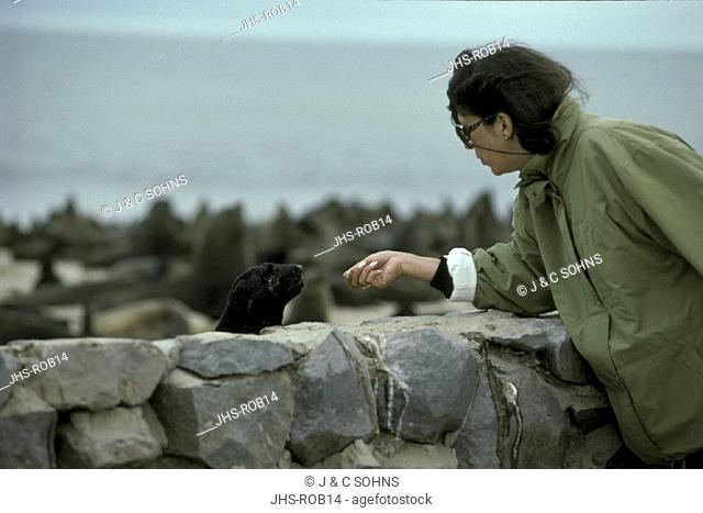 Cape Fur Seal , Arctocephalus pusillus , Cape Cross , Namibia , Africa  , colony , baby , young , with tourist