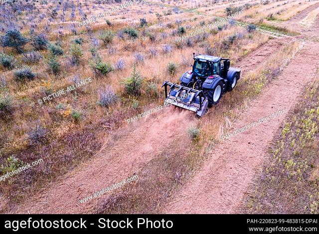 22 August 2022, Mecklenburg-Western Pomerania, Alt Steinhorst: A tractor is used to push a forestry mulcher through the former buckthorn plantation of the Forst...