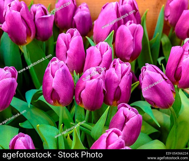 Closeup of beautiful tulips. Spring flowers blossom background. Fresh plant in garden. Tulip field