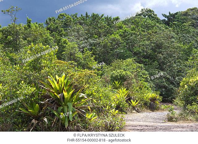 Giant Tank Bromeliad Brocchinia micrantha growing in tropical forest habitat, Kaieteur N P , Guiana Shield, Guyana, october