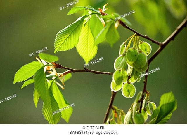European elm, European white elm (Ulmus laevis), branch with fruits in sunlight, Germany