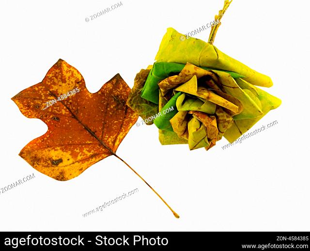 autumn leaf bouquet of tuliptree leaves and a bright leaf isolated on white background