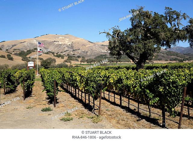 Zaca Mesa Winery and vineyards, Foxen Canyon Road, near Los Olivos, Santa Barbara County, California, United States of America, North America