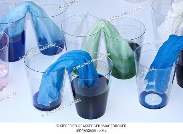 Demonstration of capillary action, capillarity, experiment with coloured water, plastic cups and paper towels