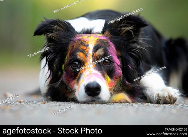 tricolored Border Collie