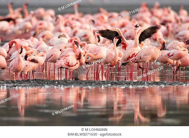 lesser flamingo Phoenicopterus minor, colony at Lake Nakuru, Kenya, Lake Nakuru National Park