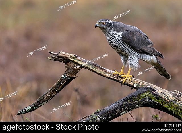 Hawk (Accipiter gentilis), branch, Bialowieza, Poland, Europe