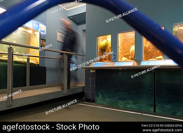 18 December 2023, Brandenburg, Potsdam: Large and small aquariums are set up in the aquarium at the Potsdam Natural History Museum
