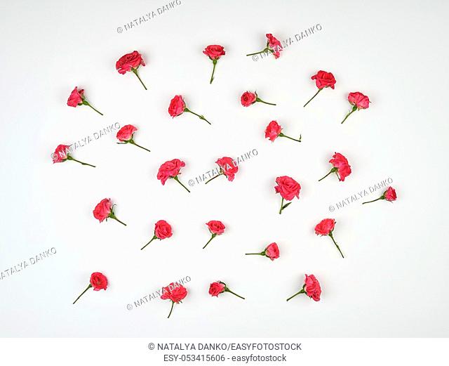 blooming buds of pink roses on a white background, top view, flat lay
