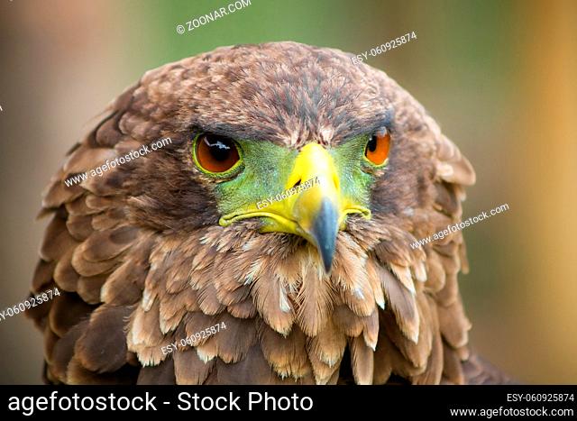 Close up macro of a brown eagle with a green and yellow beak