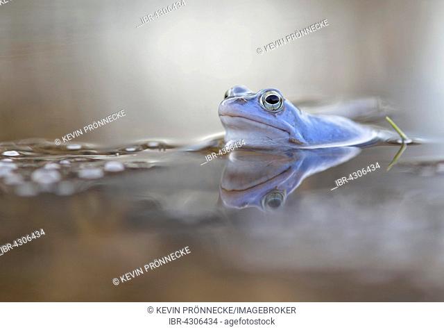 Moor frog (Rana arvalis), blue coloured male with spawn, during mating season, in spawning waters, Elbe, Saxony-Anhalt, Germany