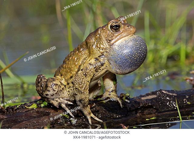 American toad - Bufo americanus - New York - Male calling to attract females