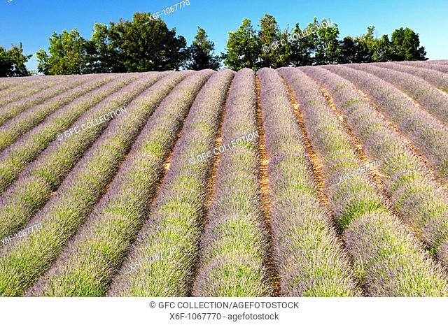 Row cultivation of lavender near Sault, Provence, France