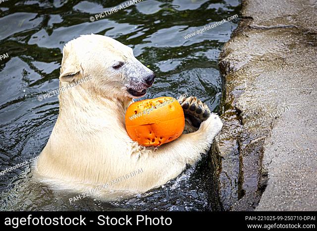 19 October 2022, Lower Saxony, Hanover: A polar bear plays with a buoy in the water pool in the ""Yukon Bay"" area at the Adventure Zoo