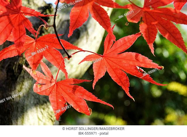 Gorgeous red autumnal leaves of japanese maple, acer palmatum atropurpureum, aceraceae