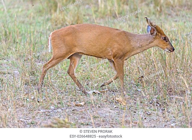 Muntjac Wandering the Woods in Kanha National Park in India