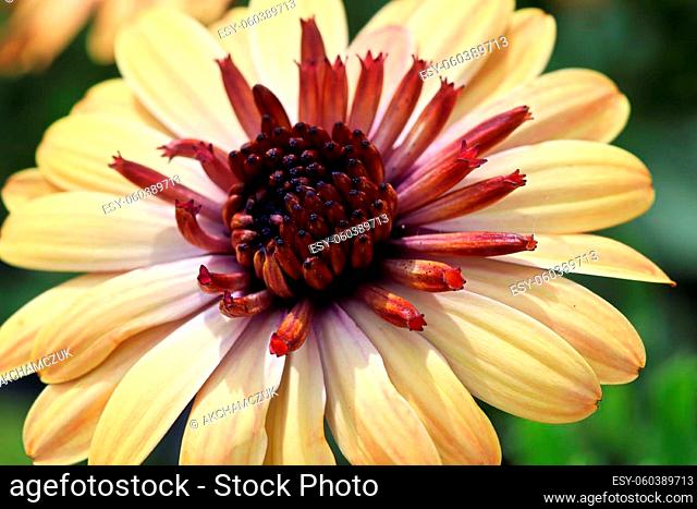 Macro of peach colored African Daisies with red centers