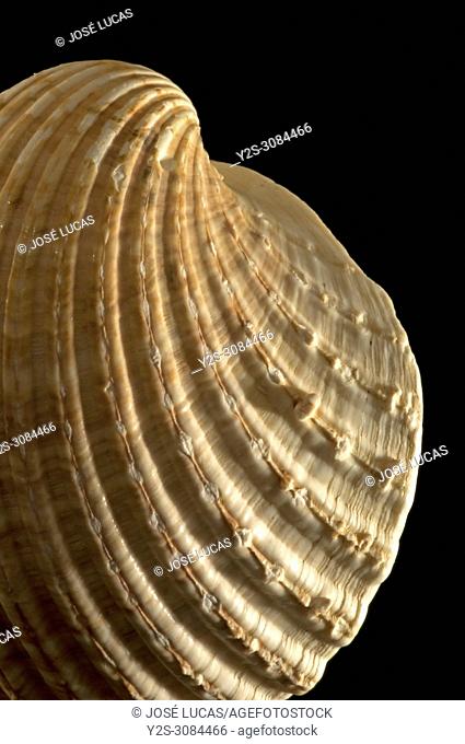 Seashell of Acanthocardia tuberculata - detail. Malacology collection. Spain. Europe