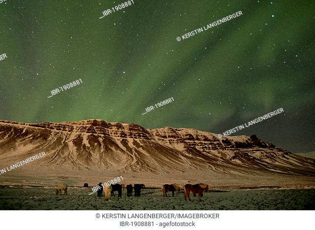 Northern Lights (Aurora borealis) over a herd of Iceland horses in front of mountains lit by the city Grundarfjoerður, Snæfellsnes, Iceland, Europe