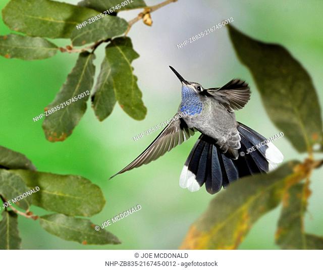 Blue-Throated Hummingbird, Lampornis clemenciae, in SW Arizona, United States