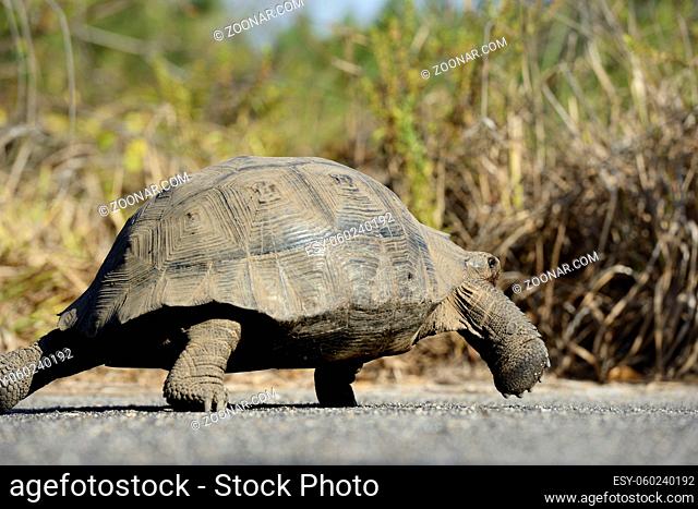 Galapagos giant tortoise (Chelonoidis nigra), Urbina Bay, Isabela Island, Galapagos Islands, Ecuador