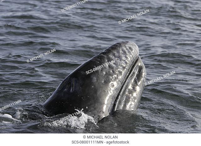 California gray whale Eschrichtius robustus calf surfacing in the calm waters of Magdalena Bay, Baja California Sur, Mexico