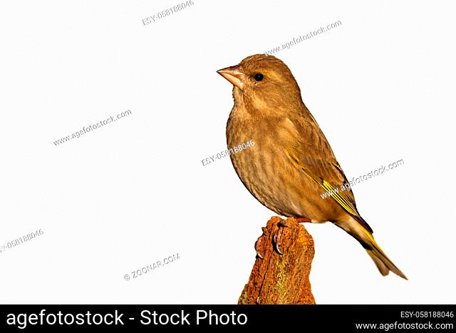 Female european greenfinch, chloris chloris, sitting on branch isolated on white background. Small yellow songbird resting on bough cut out on blank