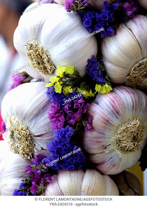 Wreath of pink garlic of Lautrec, France