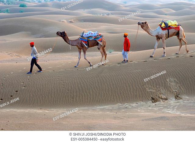 Camels with men walking on sand dune of Khuri ; Jaisalmer ; Rajasthan ; India