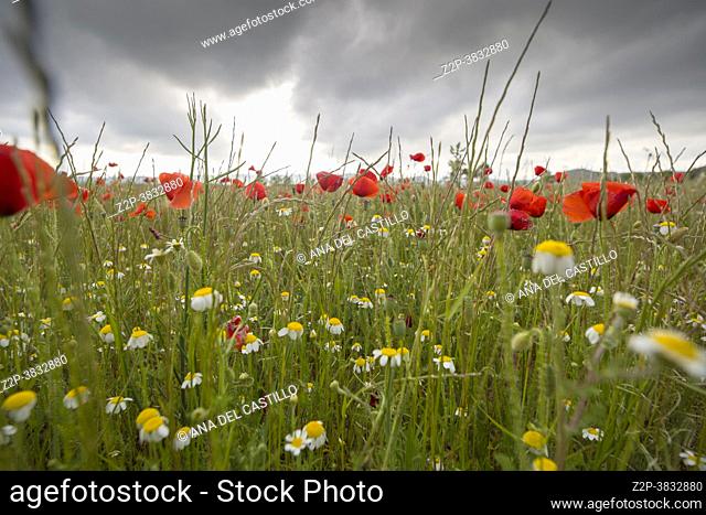 Beautiful flowering meadow with poppies and daisies on a cloudy afternoon cereal plantation Gudar mountains in Teruel Spain