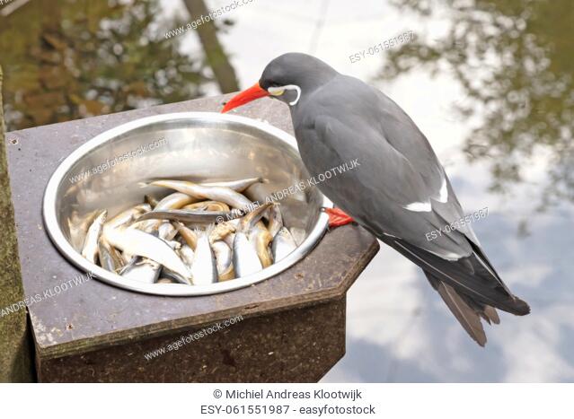 Healthy Inca Tern eating fish from a metal bowl - These birds are native to Peru and Chili