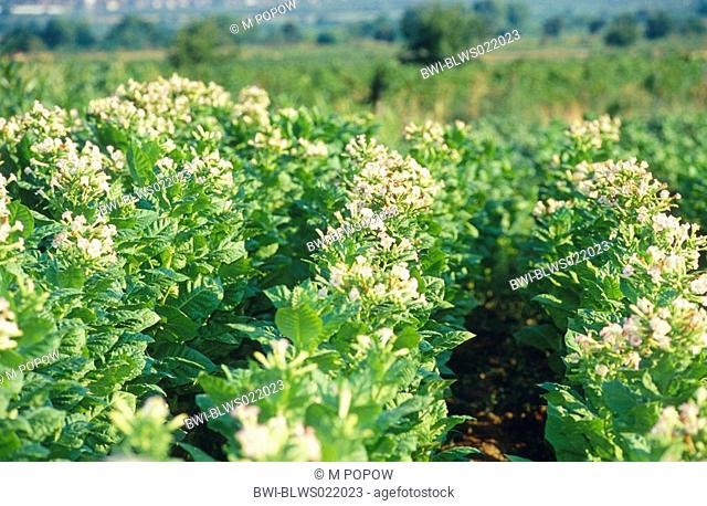 cultivated tobacco Nicotiana tabacum, blooming tabacco field, tabacco cultivation