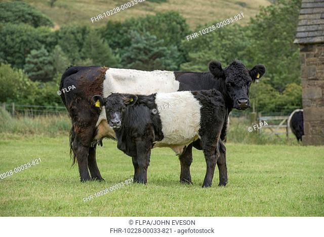 Domestic Cattle, Belted Galloway, cow and calf, standing in pasture, Edale, Peak District N.P., Derbyshire, England, August