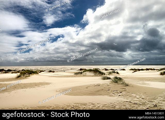 Dune landscape and knee sand near Wittdün, Wittdün, Amrum, North Frisia, North Sea, North Frisian Islands, Wadden Sea National Park