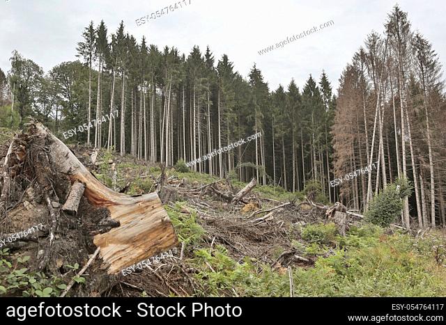 vorne gerodete Waldfläche, hinten gesunde Fichten und Borkenkäfer befallene Fichten, Bergisches Land, NRW Deutschland, Europa