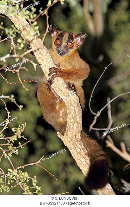 Pale fork-marked lemur (Phaner pallescens), sitting on a branch looking down, Madagascar, Toliara, Kirindy Forest