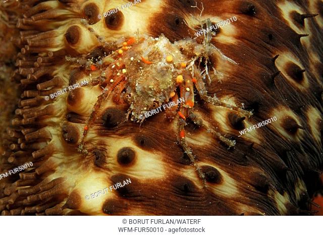 Majoid Crab sitting on Sea Cucumber, Herbstia condyliata, Triscavac Bay, Susac Island, Adriatic Sea, Croatia